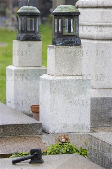 European hamster