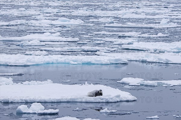 Bearded seal