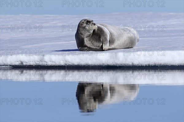 Bearded seal