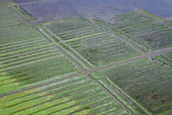 Aerial view over salt marsh of the Wadden Sea National Park