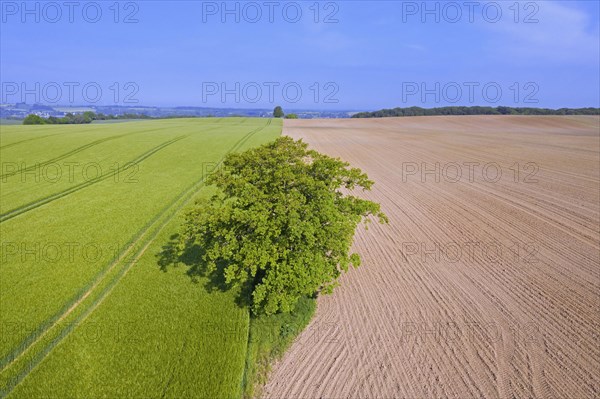 Aerial view over solitary common oak