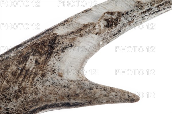 Shed antler of European roe deer