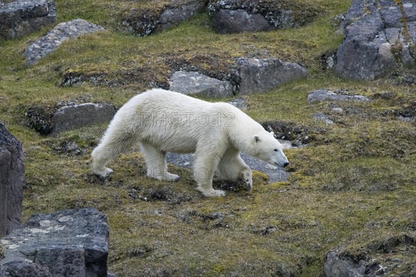 Solitary polar bear