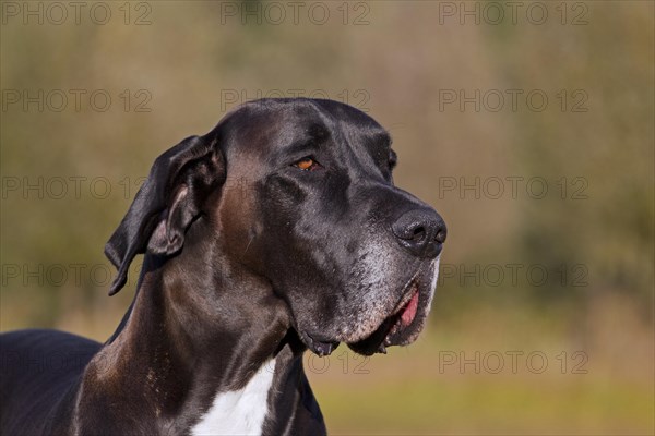 Close up of Great Dane