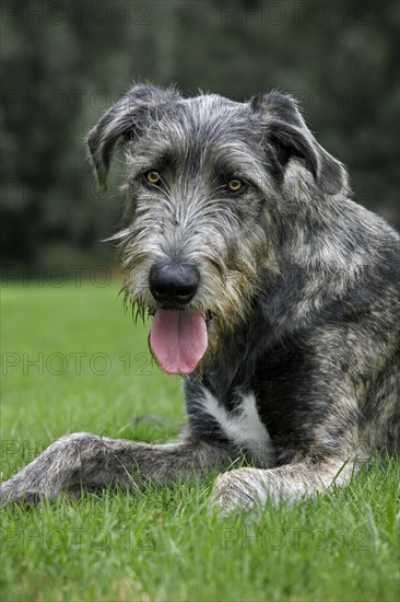 Irish wolfhound