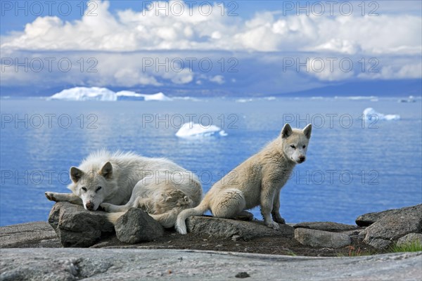 Greenland dog