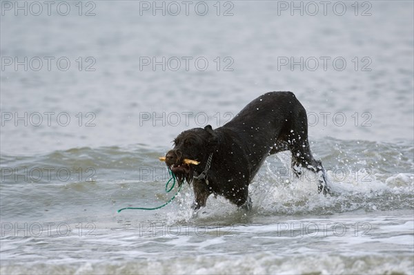 German wirehaired pointer