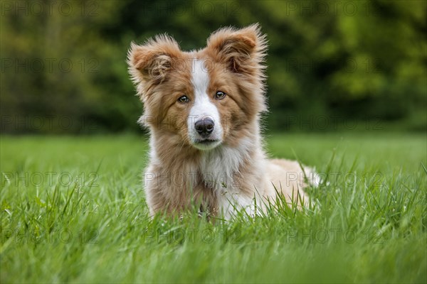 Border Collie