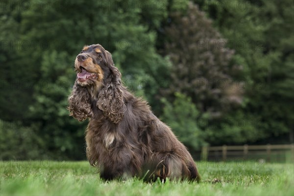 English Cocker Spaniel