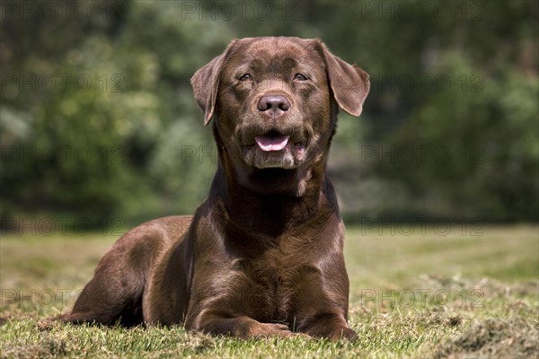 Labrador