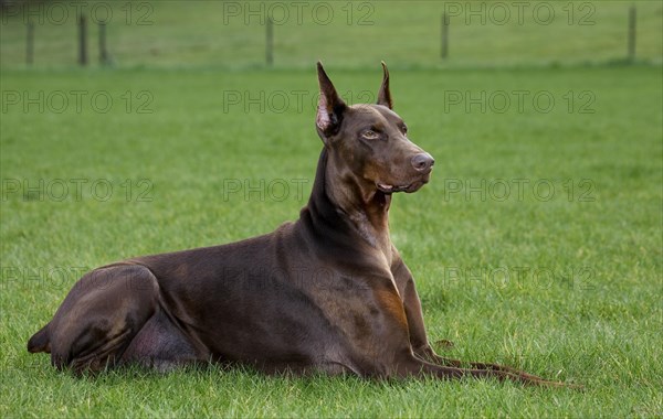 Doberman Pinscher