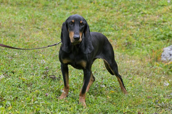 Bruno Jura hound