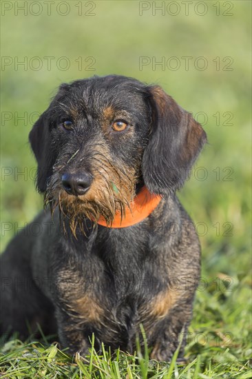 Wire-haired dachshund