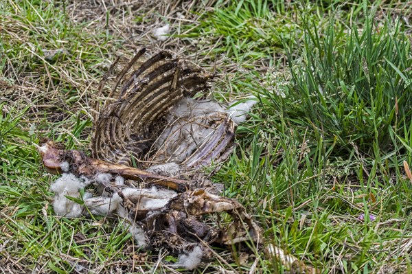 Sheeps carcass in grassland