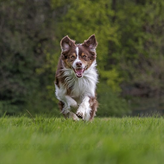 Border collie