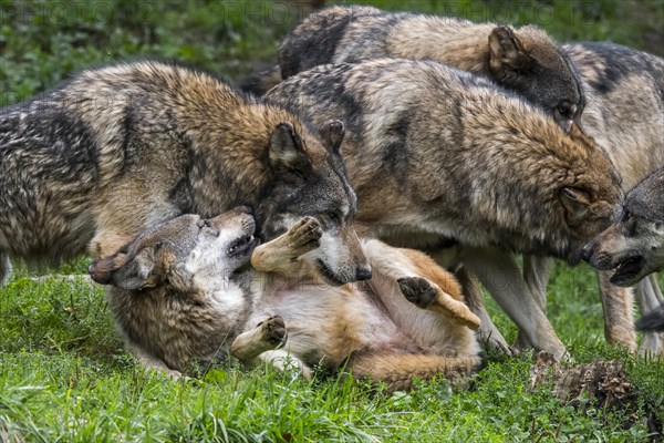 Submissive gray wolf