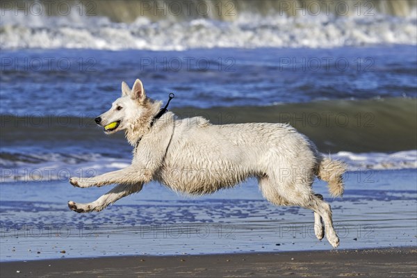 Berger Blanc Suisse