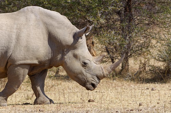 White rhinoceros