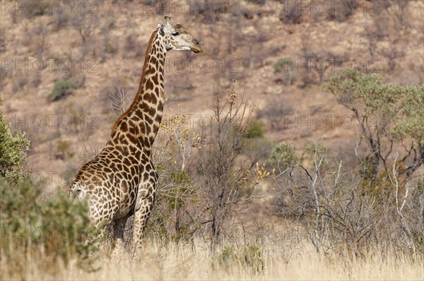 South African giraffe