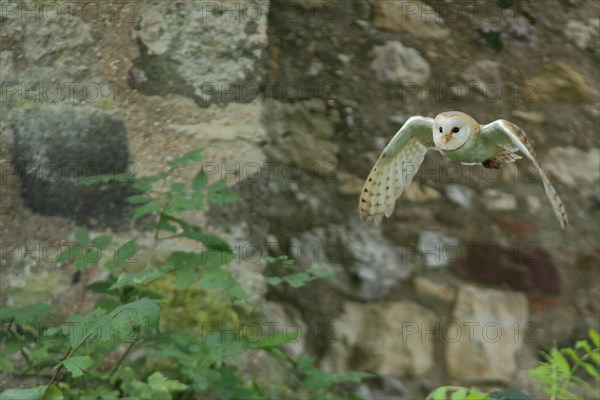 Common barn owl