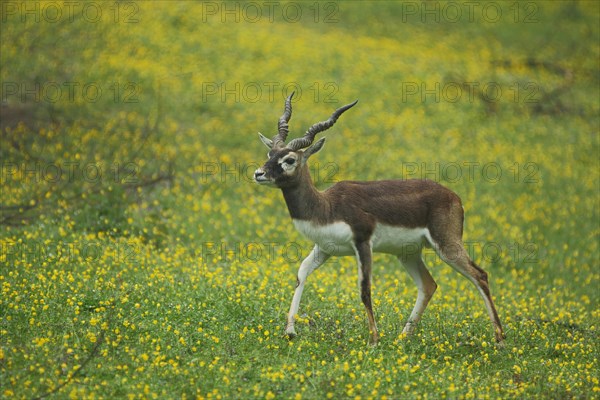 Male blackbuck