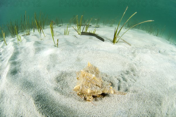 Hermit crab in a spined murex shell