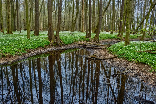 The Lasker Auenwald nature reserve in the Sorbian settlement area in spring