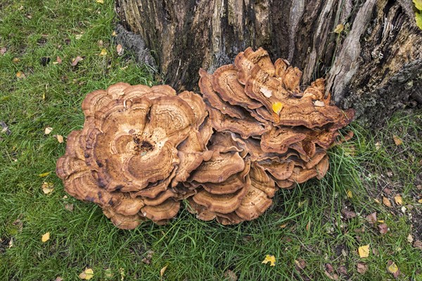 Giant polypore bracket fungus