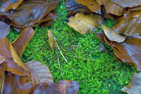 Beech stump with moss