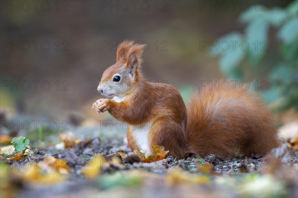 Eurasian red squirrels