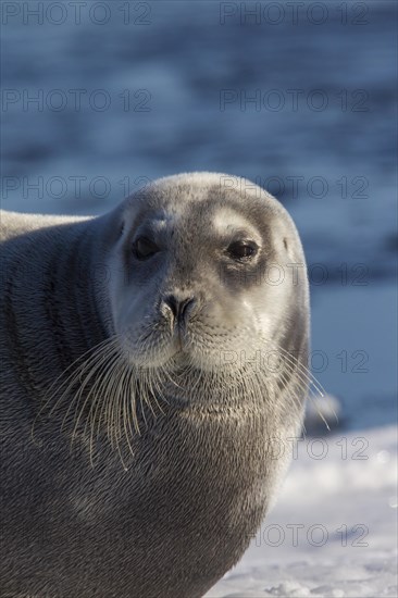 Bearded seal