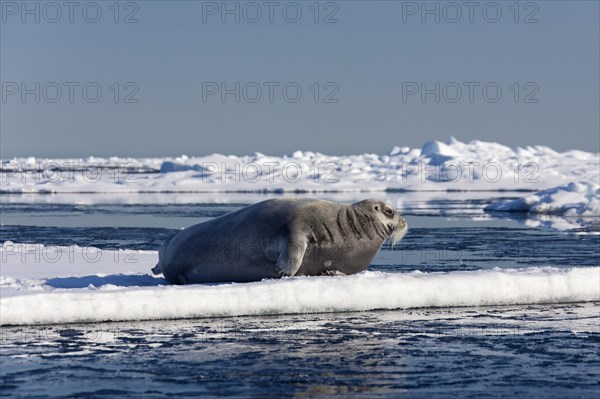 Bearded seal