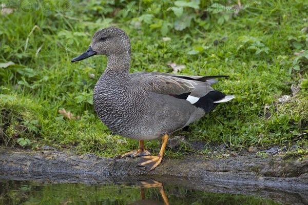 Gadwall