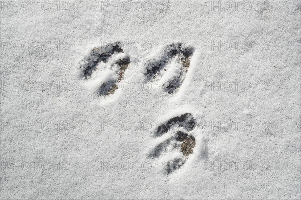 Close-up of footprints