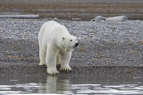 Polar bear