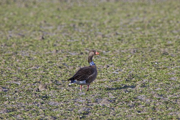 Migrating greylag goose