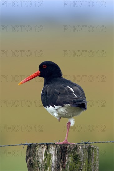 Common Pied Oystercatcher