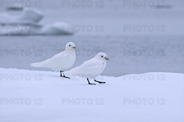 Two ivory gulls