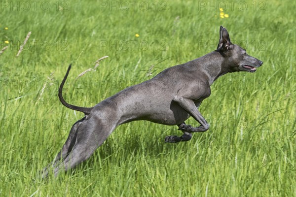 Italian Greyhound