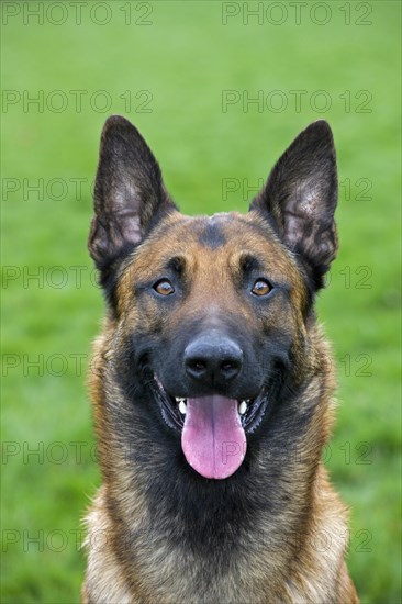 Belgian Shepherd Dog