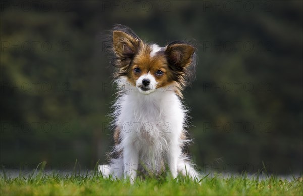 Papillon dog