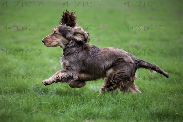 English Cocker Spaniel running in garden