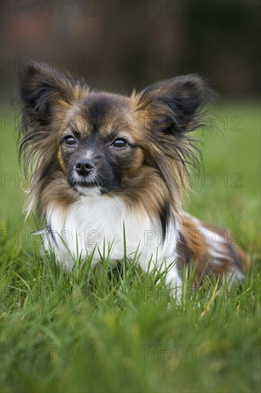 Papillon dog