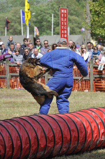 Military attack dog