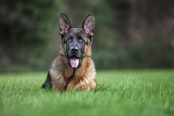 German shepherd dog