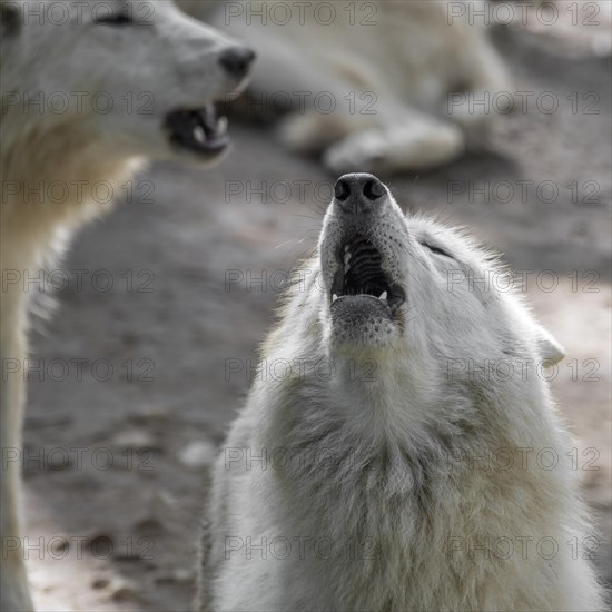 Hudson Bay wolf pack