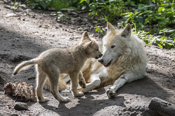 Hudson Bay wolves