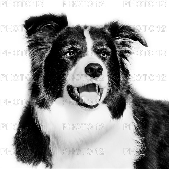 Border collie