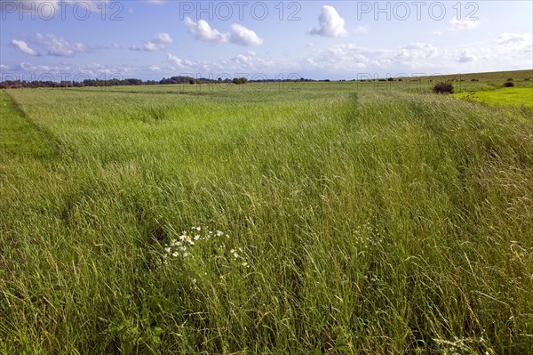 Dike hinterland near Dorum