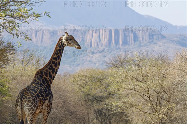 South African giraffe